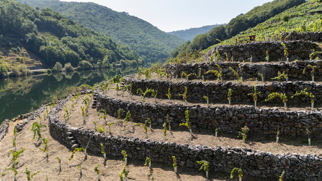 Ribeira Sacra vineyard terraces along Sil river in Galicia, Spain