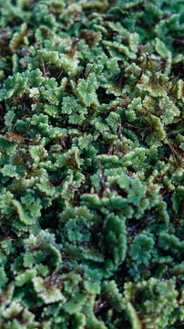 green moss background, azolla pinnata or microphylla floating green in an organic farming setting for use as animal feed and for cultivation.
