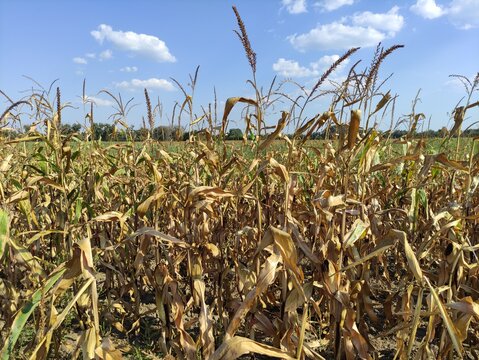 Dry corn stalks with tall tassels in a field under a blue sky with clouds