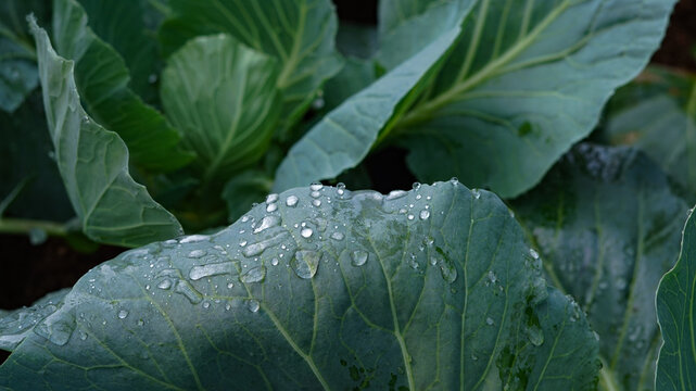 water drops on a cabbage leaf