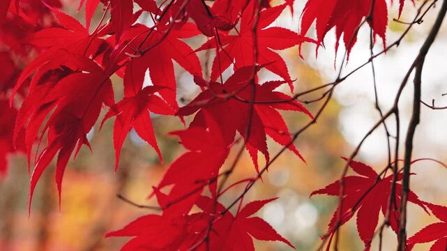 Slow motion close-up of vivid red and orange Japanese maple leaves glowing in warm autumn sunlight. Delicate foliage gently sways in the breeze, creating a peaceful seasonal nature scene.