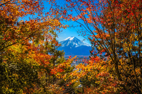 Mount Fuji framed with red maple and other leaves that are changing color beautifully in autumn at lake Kawaguchiko Yamanashi Japan