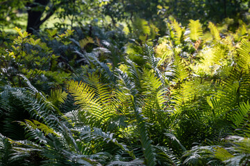 Lush green fern leaves growing in a dense forest floor backlit by sunlight. © elenarostunova