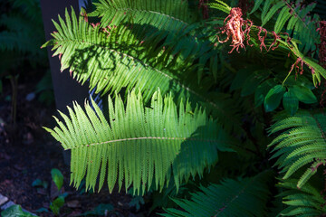 Close-up view of bright green fern fronds growing in dark garden soil. © elenarostunova