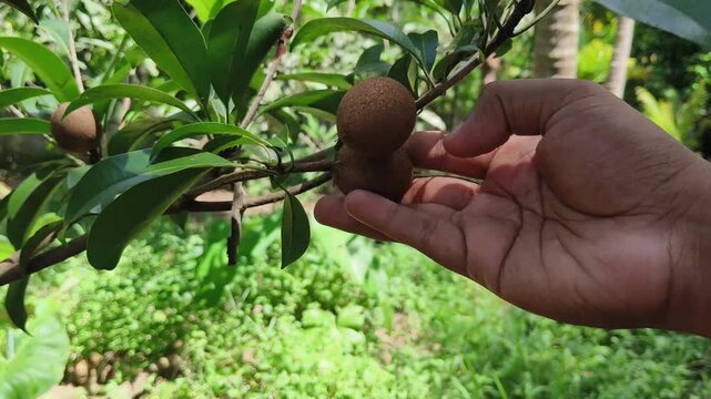Farmer hand touch new sapodilla, chikoo, sapota, naseberry or nispero fruits on young plant growing on farm field ground for inspecting or checking for pest damage before harvesting.