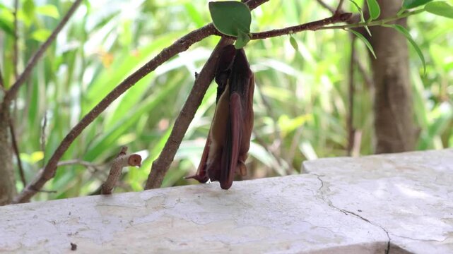 Small bat hanging upside down from a tree branch near a concrete wall in the garden