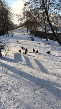 Flock of black crows, rooks or ravens eating peanuts and seeds between bench rows on winter park alley covered with thin snow leading to hill with white gazebo under light-blue sky on sunny day
