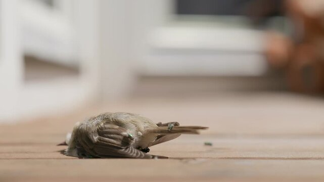 Green flies are eating a sparrow's carcass shallow depth of field