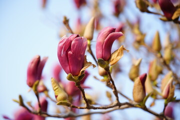Close-up of magnolia flowers and buds blooming on branches under bright sky, © pdm