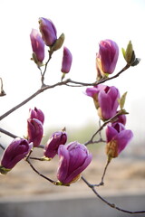 Close-up of magnolia flowers and buds blooming on branches under bright sky, © pdm