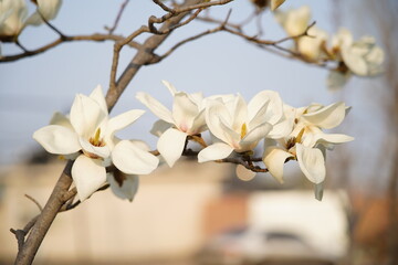Close-up of magnolia flowers and buds blooming on branches under bright sky, © pdm