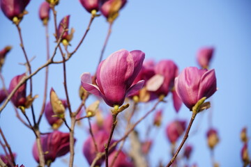 Close-up of magnolia flowers and buds blooming on branches under bright sky, © pdm