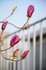 Close-up of magnolia flowers and buds blooming on branches under bright sky, © pdm