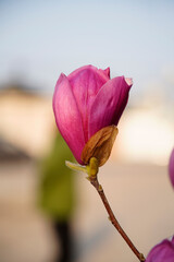 Close-up of magnolia flowers and buds blooming on branches under bright sky, © pdm