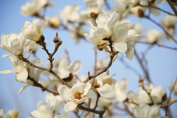 Close-up of magnolia flowers and buds blooming on branches under bright sky, © pdm