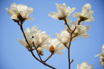 Close-up of magnolia flowers and buds blooming on branches under bright sky, © pdm
