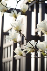 Close-up of magnolia flowers and buds blooming on branches under bright sky, © pdm