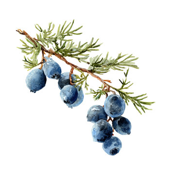 Juniper Berry, watercolor drawing vector, isolated on a white background.
