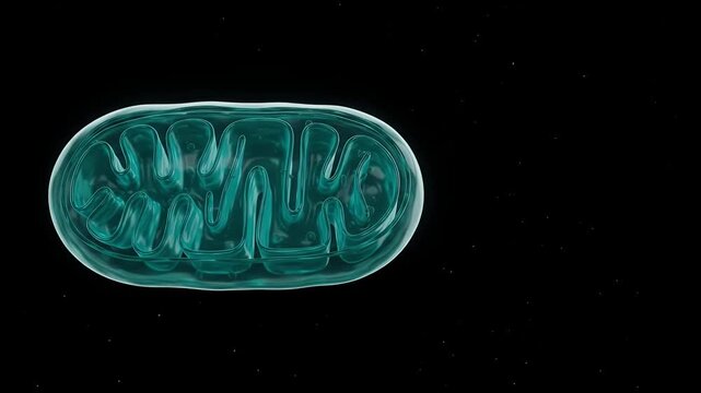Mitochondrion Cristae Organelle Membrane and Cellular Powerhouse
