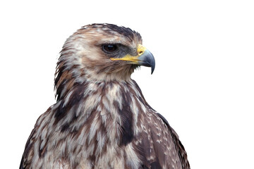 Obraz premium Crested Serpent Eagle Young portrait close up on white background