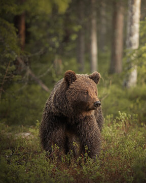 bear, brown, grizzly, standing, forest, woods, woodland, shrubs, plants, foliage, greenery, nature, wildlife, animal, mammal, predator, portrait, wild, wilderness, natural, habitat, outdoor, park, san