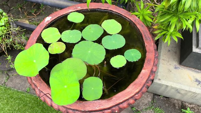 Floating Lotus Lily Pads in Clay Bowl Basin. Vibrant green lotus leaves float peacefully in a terracotta water basin bowl. Perfect serene garden nature background. 4k 60fps.