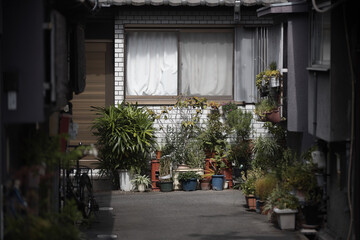 Obraz premium Quiet courtyard of an old house filled with potted plants, Osaka