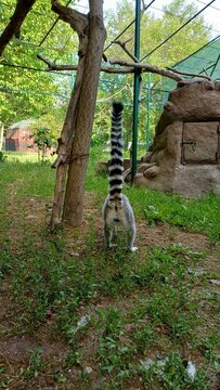 A vertical shot of a ring-tailed lemur standing in an enclosure with its iconic black-and-white striped tail held straight up vertically