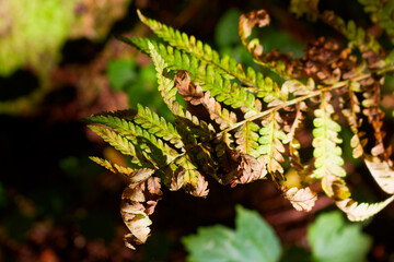 Close-up view of a fading forest fern leaf transitioning from vibrant green to autumn brown, showcasing natural textures and the gentle decay of woodland flora in soft sunlight © PhotoChur