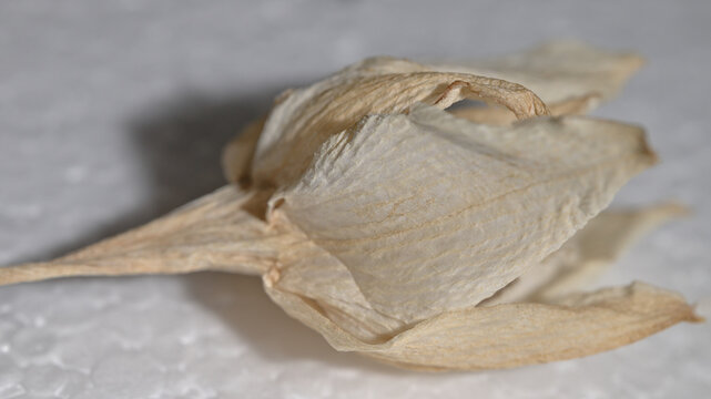 Macro close-up of a dried Amazon lily flower bud showing papery petals and delicate wrinkled texture.