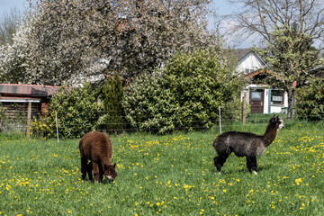 alpaka tier natur lama © fotorena.de
