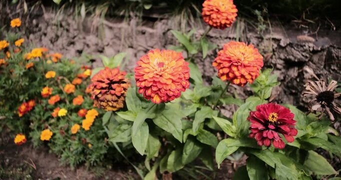 Bright orange and red zinnia flowers blooming in a lush, summer garden. Close-up view of vibrant colorful petals surrounded by green leaves against a natural stone background on a sunny day