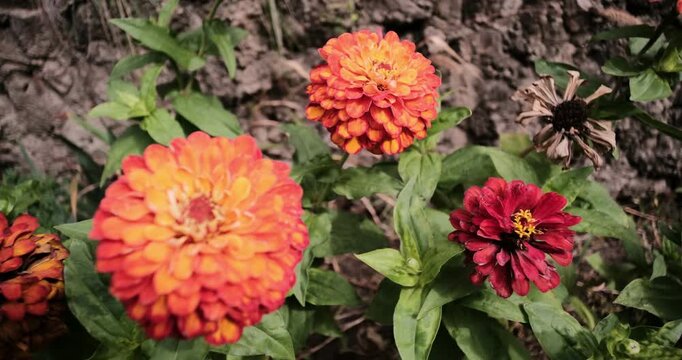Bright orange and red zinnia flowers blooming in a lush, summer garden. Close-up view of vibrant colorful petals surrounded by green leaves against a natural stone background on a sunny day