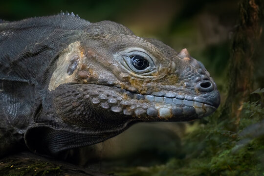 Close-up side profile of a Rhinoceros iguana, Cyclura cornuta, showing its distinctive nasal horn, powerful head, detailed eye and rugged scales