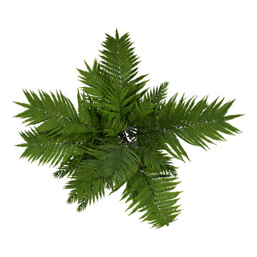 Realistic 3D Green Fern Plant Top View &mdash; Natural Tropical Foliage Game Asset Illustration on Transparent Background