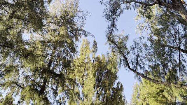 Casuarina equisetifolia, coastal she-oak, horsetail she-oak, ironwood, beach sheoak, beach casuarina, whistling tree or Australian pine. Honolulu, Oahu, Hawaii.