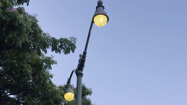 Streetlight with saman, rain tree and monkeypod. Samanea saman is a semi-deciduous species of flowering tree in the pea family, Fabaceae. Honolulu Oahu Hawaii. 