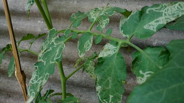 Close-up tracking shot of tomato plant leaves heavily infected by leaf miner pests, showing characteristic winding white trails and damaged tissue. Represents agricultural problems, plant diseases