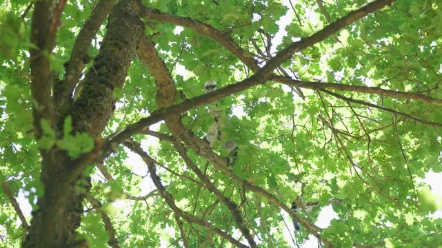 A lemur is climbing up a tree branch in forest slow motion
