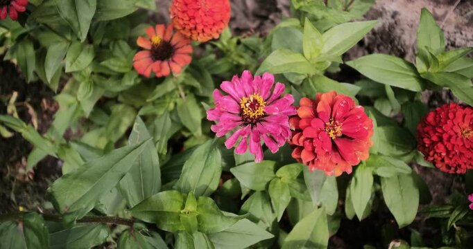 Bright orange and red zinnia flowers blooming in a lush, summer garden. Close-up view of vibrant colorful petals surrounded by green leaves against a natural stone background on a sunny day