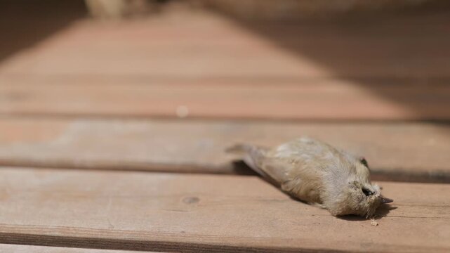 A dead sparrow and green flies on the wooden floor