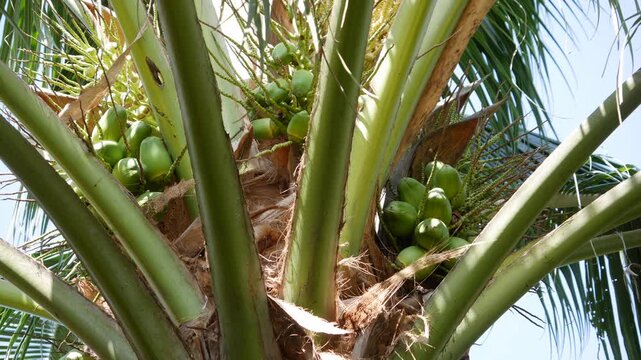Close-up of a palm tree with clusters of green unripe coconuts against a tropical sky. Nature abundance.