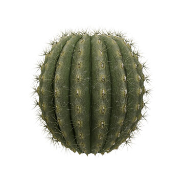 Realistic 3D Round Green Barrel Cactus Plant &mdash; Natural Desert Spiky Succulent Game Asset Illustration on Transparent Background