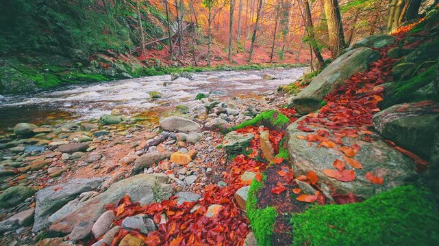Crystal-clear autumn mountain stream flowing through a colorful forest with moss-covered boulders and vibrant fall foliage. Peaceful real-time footage capturing the beauty of untouched wilderness.