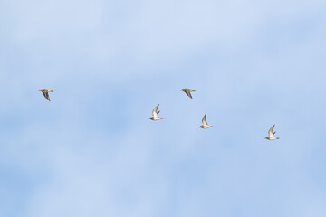 Fototapeta premium flock of european golden plover (pluvialis apricaria) in flight during autumn migration, found at Fehmarn at the Baltic Sea in Germany