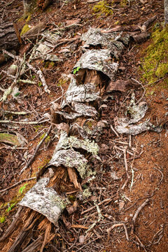 Decaying Birch Tree Lying on Forest Floor in Maine Woods