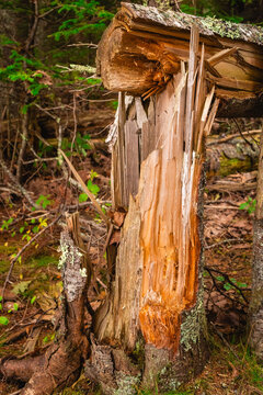 Splintered Fallen Tree with Severe Wood Fracture in Maine Forest