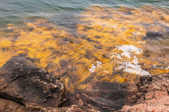 Bladderwrack Seaweed Growing in Coastal Water in Maine