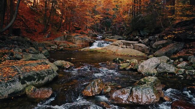 Smooth cinematic flight above a rocky forest stream surrounded by vibrant autumn foliage. Features authentic rushing water and real birdsong, creating a peaceful natural woodland atmosphere.