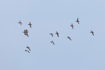 Fototapeta premium flock of eurasian widgeon (anas penelope) in flight, found at Fehmarn at the Baltic Sea in Germany